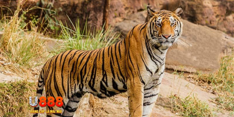 xs da nang ban ca vip online